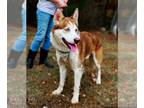 Huskies Mix DOG FOR ADOPTION RGADN-1179916 - Rusty - Husky / Mixed (medium coat)