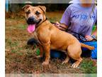 Staffordshire Bull Terrier Mix DOG FOR ADOPTION RGADN-1179924 - Charlotte -