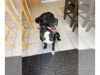 Great Dane-Labrador Retriever Mix DOG FOR ADOPTION RGADN-1179937 - Eddie -