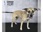 Black Mouth Cur-Mastiff Mix DOG FOR ADOPTION RGADN-1179942 - LINSEY - Black
