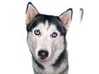 Huskies Mix DOG FOR ADOPTION RGADN-1179975 - Chanel - Husky / Mixed (long coat)