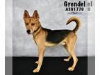 German Shepherd Dog Mix DOG FOR ADOPTION RGADN-1179993 - GRENDEL - German