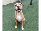 Bullboxer Pit DOG FOR ADOPTION RGADN-1180008 - Cristoph-$75 Adoption Fee!
