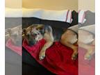 Rottweiler Mix DOG FOR ADOPTION RGADN-1180012 - Mila - Rottweiler / Mixed (short