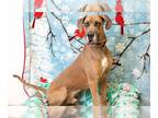 Great Dane DOG FOR ADOPTION RGADN-1180013 - ARCHER - Great Dane (medium coat)
