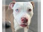 American Staffordshire Terrier Mix DOG FOR ADOPTION RGADN-1180021 - Millie -