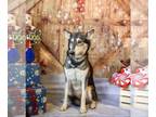 Huskies -Shiba Inu Mix DOG FOR ADOPTION RGADN-1180069 - Luna - Husky / Shiba Inu