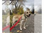 Labrador Retriever DOG FOR ADOPTION RGADN-1180071 - Symore - Labrador Retriever