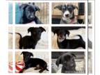 Dachshund-Labrador Retriever Mix DOG FOR ADOPTION RGADN-1180073 - October -