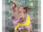 Australian Shepherd Mix DOG FOR ADOPTION RGADN-1180083 - Nina - Shepherd /