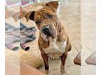 Boxer-Mastiff Mix DOG FOR ADOPTION RGADN-1180088 - Squishy - Boxer / Mastiff /