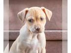Beagle Mix DOG FOR ADOPTION RGADN-1180109 - Bigilla (Malta Pup) - Beagle /