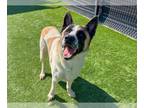 Akita Mix DOG FOR ADOPTION RGADN-1180117 - SABO - Akita / Mixed (medium coat)