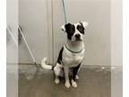 Border Collie Mix DOG FOR ADOPTION RGADN-1180128 - SHADY - Border Collie / Mixed