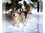 Huskies Mix DOG FOR ADOPTION RGADN-1180133 - Tate- $75 Adoption Fee!