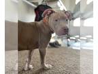 American Pit Bull Terrier DOG FOR ADOPTION RGADN-1180141 - Fred - Pit Bull