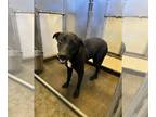 Labrador Retriever Mix DOG FOR ADOPTION RGADN-1180150 - Zen Zen #9187 - Labrador