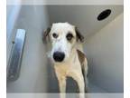 Border Collie-Great Pyrenees Mix DOG FOR ADOPTION RGADN-1180171 - MAPLE - Border