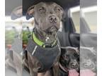 American Pit Bull Terrier Mix DOG FOR ADOPTION RGADN-1180213 - MoMo - American