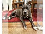 American Pit Bull Terrier DOG FOR ADOPTION RGADN-1180219 - Wednesday - Pit Bull