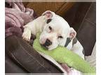 American Pit Bull Terrier Mix DOG FOR ADOPTION RGADN-1180230 - Nanny - American