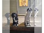 Australian Shepherd Mix DOG FOR ADOPTION RGADN-1180235 - TIMMY AND TOBY -