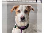 Labrador Retriever Mix DOG FOR ADOPTION RGADN-1180249 - Otis - Labrador