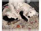 Dalmatian-Labrador Retriever Mix DOG FOR ADOPTION RGADN-1180254 - POMONA -