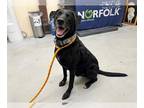 Labrador Retriever Mix DOG FOR ADOPTION RGADN-1180256 - OPIE - Labrador