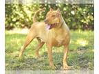 American Pit Bull Terrier Mix DOG FOR ADOPTION RGADN-1180264 - SEQUOIA -