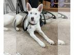 Siberian Husky Mix DOG FOR ADOPTION RGADN-1180265 - Toasty - Siberian Husky /