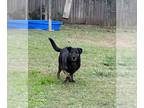 Labrottie DOG FOR ADOPTION RGADN-1180282 - Jed - Rottweiler / Labrador Retriever