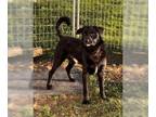 Labrador Retriever-Spaniel Mix DOG FOR ADOPTION RGADN-1180287 - Archer - Spaniel
