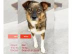 Spaniel Mix DOG FOR ADOPTION RGADN-1180289 - Willow - Spaniel / Mixed Dog For