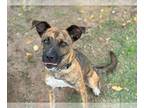 Dutch Shepherd Mix DOG FOR ADOPTION RGADN-1180298 - FINAN - Dutch Shepherd /