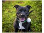 American Pit Bull Terrier Mix DOG FOR ADOPTION RGADN-1180311 - SEBASTIAN - Pit
