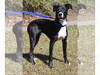 Greyhound Mix DOG FOR ADOPTION RGADN-1180337 - Pandora 38627 - Black Labrador