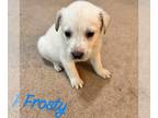 Labrador Retriever Mix DOG FOR ADOPTION RGADN-1180347 - Frosty - Labrador
