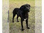 Labrador Retriever Mix DOG FOR ADOPTION RGADN-1180358 - Gunner - Labrador