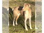 Australian Shepherd Mix DOG FOR ADOPTION RGADN-1180359 - Leo - Hound /