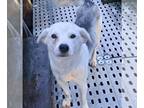 Huskies -Labrador Retriever Mix DOG FOR ADOPTION RGADN-1180382 - Sylvia -