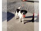 Shih Tzu Mix DOG FOR ADOPTION RGADN-1180384 - Mac - Eskimo Dog / Shih Tzu /