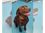 Labrador Retriever DOG FOR ADOPTION RGADN-1180391 - Boomer - Labrador Retriever