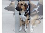 German Shepherd Dog-Retriever Mix DOG FOR ADOPTION RGADN-1180398 - Steve -