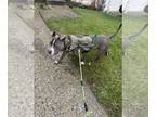 American Pit Bull Terrier Mix DOG FOR ADOPTION RGADN-1180404 - Onyx - Pit Bull