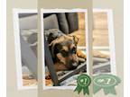 German Shepherd Dog Mix DOG FOR ADOPTION RGADN-1180407 - Benn - Urgent - German