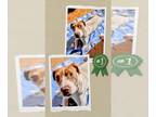 American Staffordshire Terrier Mix DOG FOR ADOPTION RGADN-1180420 - East -