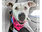 American Staffordshire Terrier Mix DOG FOR ADOPTION RGADN-1180423 - Mona -