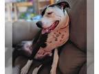 Staffordshire Bull Terrier Mix DOG FOR ADOPTION RGADN-1180430 - Maizey - Urgent
