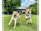 Labrador Retriever Mix DOG FOR ADOPTION RGADN-1180433 - Vida - Labrador